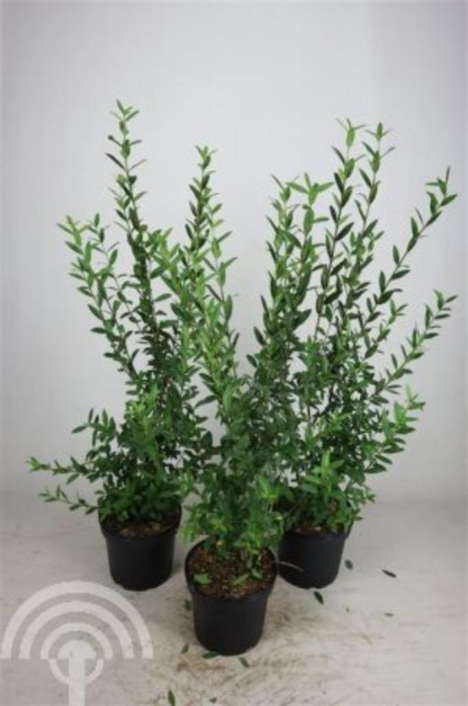 Ligustrum vulgare 'Atrovirens' Wilde liguster wintergroen, Tuin en Terras, Planten | Struiken en Hagen, Haag, Liguster, 100 tot 250 cm