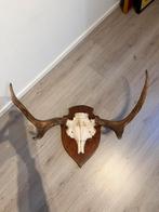 Zweeds Gewei uit smaland, Ophalen of Verzenden, Zo goed als nieuw, Hert, Gewei of Kop