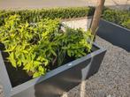 Hydrangea "little spooky" pluim hortensia, Tuin en Terras, Planten | Tuinplanten, Halfschaduw, Zomer, Overige soorten, Ophalen