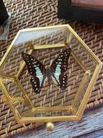 vlinder Graphium Doson in vitrine, Ophalen, Nieuw, Overige soorten, Opgezet dier