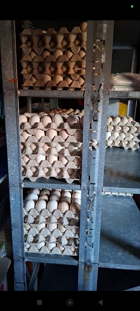 Dubbeldooiers te koop xxl, Ophalen of Verzenden