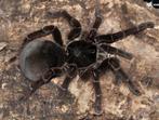 gezocht theraphosa le blondi, Dieren en Toebehoren, Reptielen en Amfibieën, Overige soorten, Met terrarium