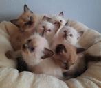 Ragdoll kittens met stamboom, Meerdere dieren, Gechipt, 0 tot 2 jaar