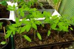 Tomaten plantjes - resistent, Tuin en Terras, Planten | Tuinplanten, Zomer, Ophalen, Groenteplanten, Eenjarig