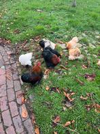 Cochin, Dieren en Toebehoren, Pluimvee, Meerdere dieren, Kip