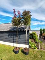 Rode bolesdoorn , acer crimson centry, In pot, Halfschaduw, Lente, 250 tot 400 cm