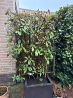 Glansmispel Red Robin Leiboom incl plantenbak, Vaste plant, Halfschaduw, Lente, Ophalen