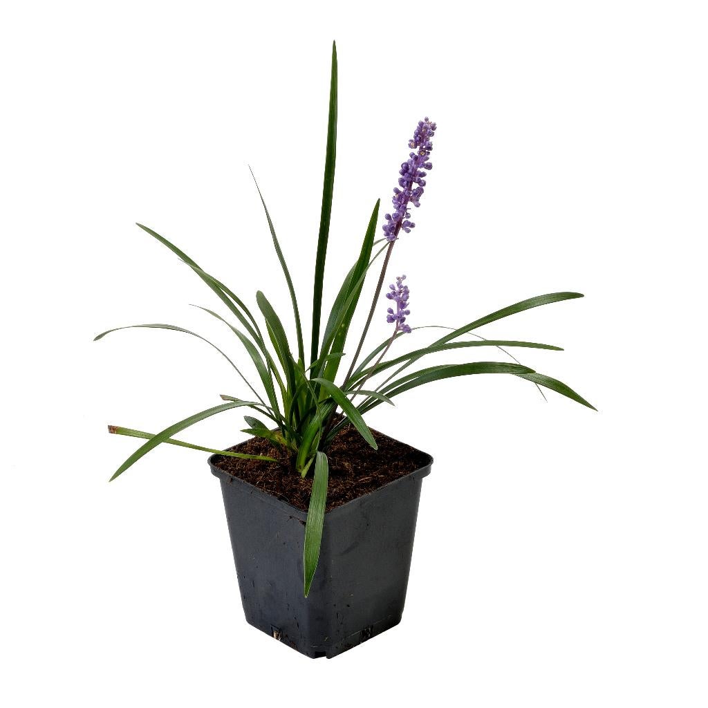Tuinplanten vaste planten Grassen carex liriope pennisetum, Ophalen, Vaste plant, Siergrassen, Halfschaduw
