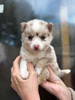 Pomsky x pomsky pup teefjes, Dieren en Toebehoren, Honden | Poolhonden, Keeshonden en Oertypen, CDV (hondenziekte), 8 tot 15 weken