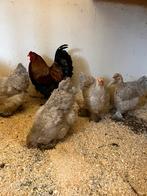 Brahma broedeieren, Geslacht onbekend, Kip