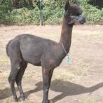 Alpaca 2 zwarte mooie hengsten, Juni, Mannelijk