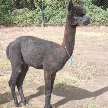 Alpaca 2 zwarte mooie hengsten  beschikbaar voor biedingen