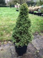 Dwergspar / Picea glauca 'Conica' , kleine Kerstboom . staat, Tuin en Terras, Ophalen, Overige soorten, Struik, 100 tot 250 cm