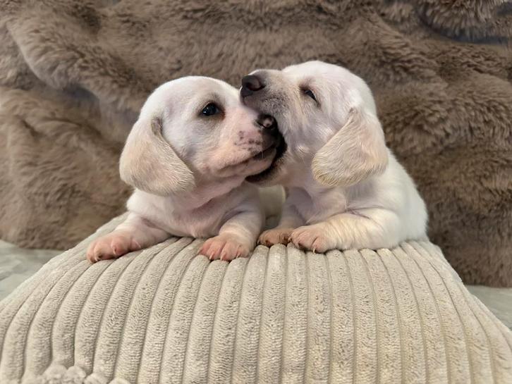 Prachtige Cream Dwerg teckel Reutjes, Dieren en Toebehoren, Honden | Teckels en Dashonden, Reu, Korthaar, Dwerg, Particulier, Meerdere