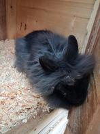 Te koop jonge konijn, Dieren en Toebehoren, Konijnen, Meerdere dieren