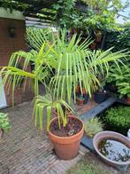 plant palm, Tuin en Terras, Planten | Tuinplanten, Ophalen, Bloeit niet, Overige soorten, Volle zon