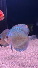 Geniet van het boeiende gedrag van discusvissen., Dieren en Toebehoren, Vissen | Aquariumvissen, Vis