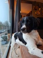 SPOED nieuw baasje gezocht, Parvo, 15 weken tot 1 jaar, Reu, Eén hond