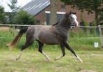 Prachtige Wesh B pony te koop, de vos is inmiddels verkocht, Dieren en Toebehoren, Pony's, Merrie, Dressuurpony, 0 tot 2 jaar
