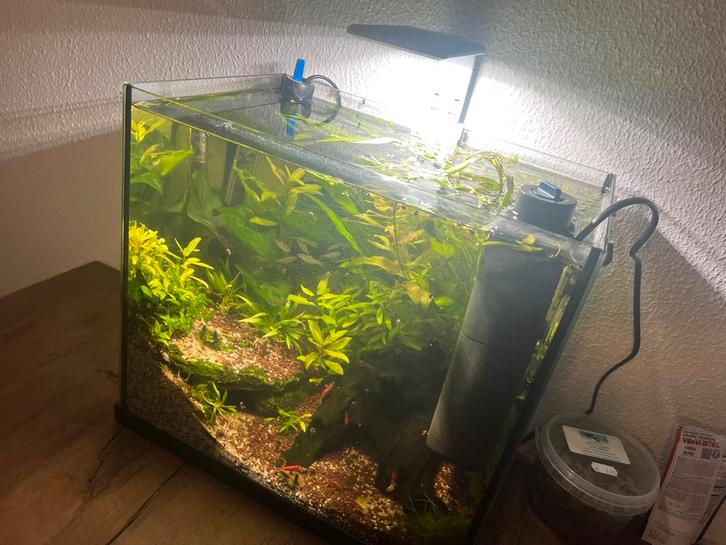 Aquarium A++ garnalen en ancistrus, Dieren en Toebehoren, Vissen | Aquaria en Toebehoren, Zo goed als nieuw, Gevuld zoetwateraquarium