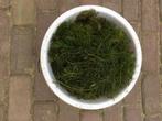 vijverplanten grof hoornblad, Tuin en Terras, Ophalen, Nieuw