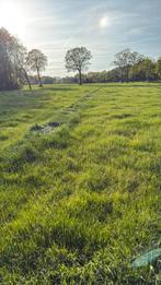 Gevraagd gras op stam, Dieren en Toebehoren, Stalling en Weidegang