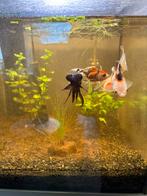 4x sluierstaart gratis in Wommels., Dieren en Toebehoren, Vissen | Aquariumvissen, Vis