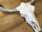 Bizon skull spanwijdte ruim 70cm  mt zwarte hoorns., Ophalen of Verzenden