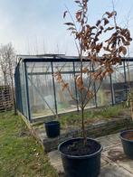 Tamme kastanjeboom 2m30 in pot, Ophalen, Minder dan 100 cm, Overige soorten, In pot