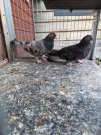 Takla irakse duiven, Dieren en Toebehoren, Meerdere dieren