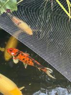 Japanse koi Showa Sanshoku 65 cm , kweker Isa, Karper of Koi