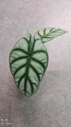 Alocasia Silver Dragon Sports - diverse maten, Ophalen of Verzenden, Overige soorten, Minder dan 100 cm