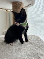 Mainecoon x kittens mogen het nest verlaten!, Dieren en Toebehoren, Meerdere dieren