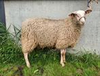 Fries melkschaap ram, Dieren en Toebehoren, Schapen, Geiten en Varkens, Mannelijk, Schaap