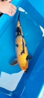 Ki utsuri, Dieren en Toebehoren, Vissen | Vijvervissen, Karper of Koi