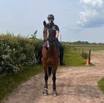 Bijrijder / verzorgster aangeboden, Ophalen of Verzenden, Nieuw, Overige soorten