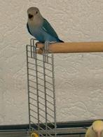 Agapornis 9 weken, Geslacht onbekend, Dwergpapegaai of Agapornis, Tam