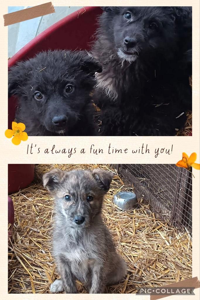 Mischa, Peeka & Boo Ter Adoptie, Dieren en Toebehoren, Honden | Niet-rashonden, Klein, Teef, Particulier, Meerdere, Buitenland