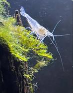 Spierwitte White Pearl "Snowball" garnalen, Dieren en Toebehoren, Vissen | Aquariumvissen, Kreeft, Krab of Garnaal, Zoetwatervis