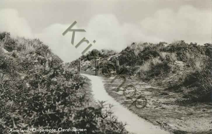 Ameland - Ongerepte Oerd-Duinen [KRST007-7258, Verzamelen, Ansichtkaarten | Nederland, Gelopen, Waddeneilanden, 1940 tot 1960
