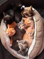 Europees korthaarkittens, Dieren en Toebehoren, Katten en Kittens | Overige Katten, Meerdere dieren, 0 tot 2 jaar