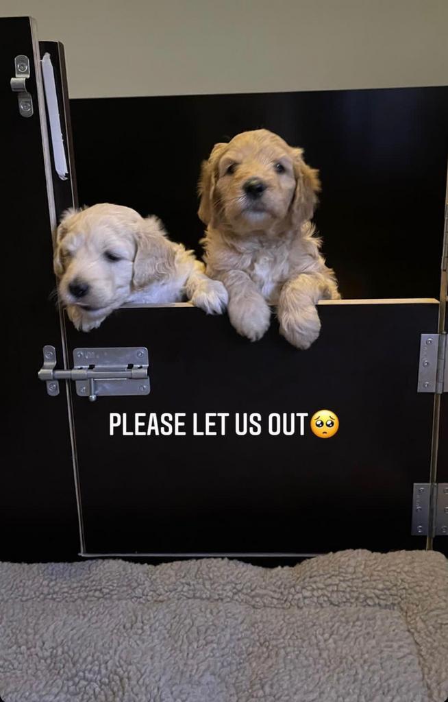 Werpkist te huur, Dieren en Toebehoren, Honden-accessoires, Zo goed als nieuw, Ophalen