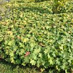 Geranium macrorrhizum - Ooievaarsbek, Ophalen, Bodembedekkers, Vaste plant, Halfschaduw