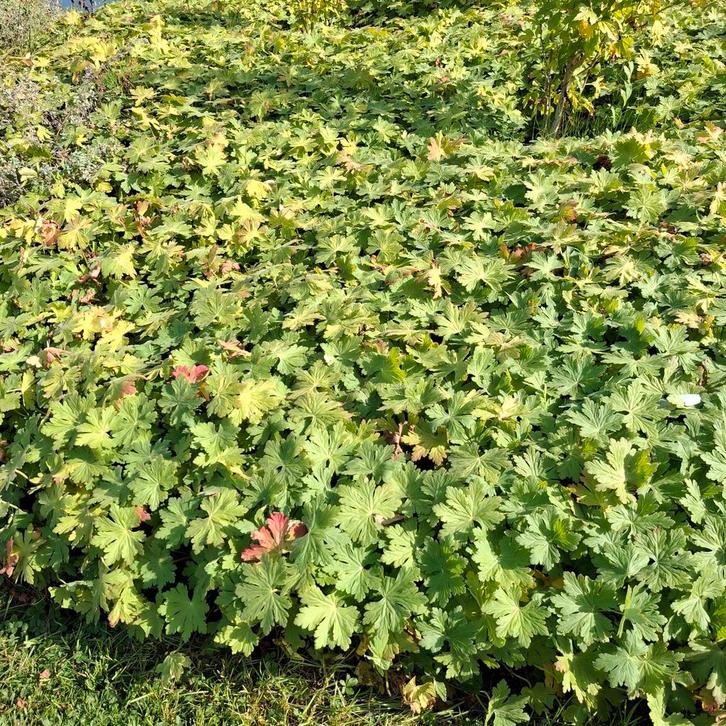 Geranium macrorrhizum - Ooievaarsbek, Tuin en Terras, Planten | Tuinplanten, Vaste plant, Bodembedekkers, Halfschaduw, Lente, Ophalen