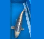 Makashi ogon 70 cm female, Dieren en Toebehoren, Vissen | Vijvervissen, Karper of Koi