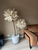 Pampas boom, Ophalen, Zevenhuizen, Lvkvazen, Nieuw