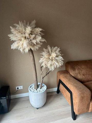 Pampas boom beschikbaar voor biedingen