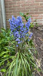 🪻 Wilde blauw/paarse hyacinten, Ophalen, Voorjaar, Volle zon, Bloembol