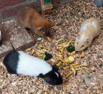 Cavia mannetjes beertjes 3 stuks, Dieren en Toebehoren, Februari, Mannelijk, Cavia