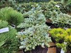 Abies koreana ice breaker, Ophalen, Overige soorten, Volle zon